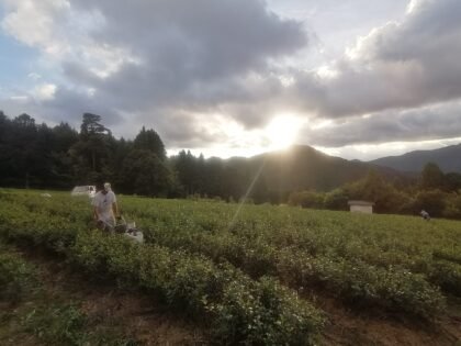 Genmaicha brewed in the field in Shizuoka