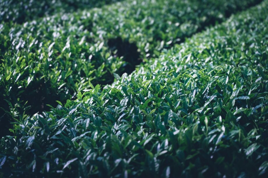 tea field